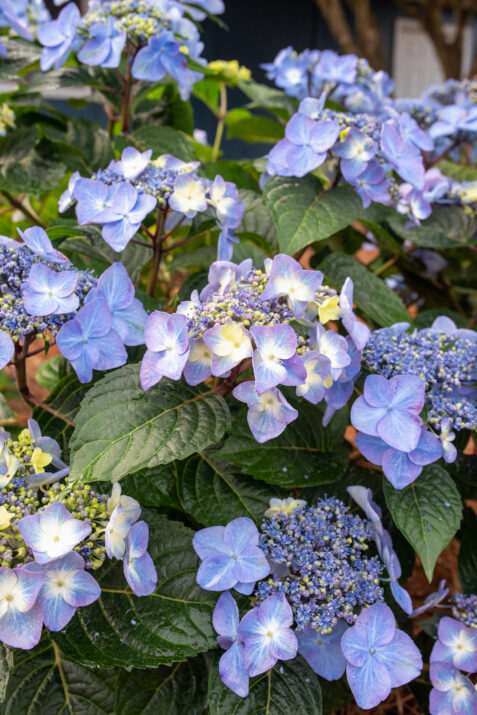 Hydrangea Macrophylla – Pop Star® – #3 Container